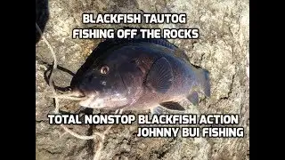 Blackfish/ Tautog Fishing On The Rocks, NJ