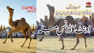 Camel Dance Mela Cholistan Bahawalpur Pakistan | Traditional Camel Show