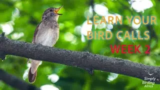 Learning Bird Calls: Week 2 &ndash; Hearing the Different Types of Bird Sounds