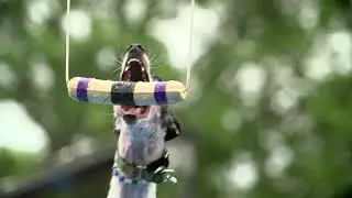 Sounders Sets a New Fetch It Record at the Incredible Dog Challenge