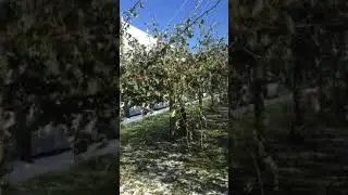 King 👑 hailstorm damage Boxing Day motueka New Zealand 2020