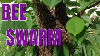 Apicultura - Bee swarm capture - bee vlogs