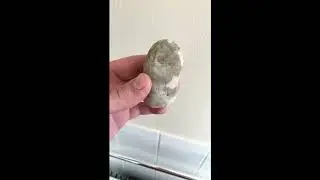 Giants petrified finger/toe mud fossil!!