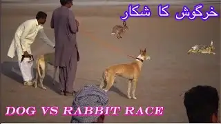 Dog vs Rabbit Race 2024 / Greyhound vs Hare Racing in lillah / Rabbit Coursing / Dog Hunting / #dog