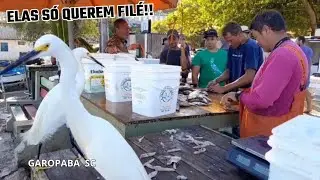 03/01/26 PRIMEIRO VÍDEO DO ANO E CONTINUA A ROTINA DE PESCA NA PRAIA CENTRAL,GAROPABA SC