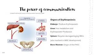 2. RBC Maturation and Morphology UPDATED