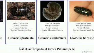 List of Arthropoda of Order Pill millipede. glomeris intermedia aurita annulata Eupeyerimhoffia