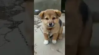 dog short cute dogs dog tik tok dog tiktok dog videos dogdog