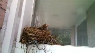 Baby Robins #nestlings Robin #family above our door. #birds #nesting #robin #birdwatching  June 2024