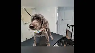 Mousse, anxious and old Mini Groodle. Dog grooming.