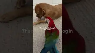 @chillithemacawandrosie The most patient dog in the world #dog #pets 😲