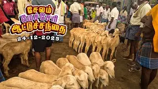 24.12.2025 🐐சேலம் மேச்சேரி ஆட்டுச்சந்தை  விலை அப்டேட்🔥 | SALEM MACHERI ATTUSANTHAI PRICE UPDATE!
