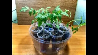 Выращивание рассады помидоров двухстаканным методом/Growing tomato seedlings with a two-glass method