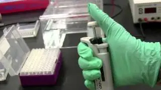 DNA Fingerprinting