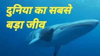 Whalefish duniya ka Sabse bada jeev big fish creatcher