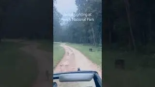 Jackal sighting
