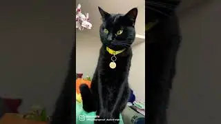 Black cats rule 🐈&zwj;⬛ 👑#shorts #youtubeshorts #funny #cat