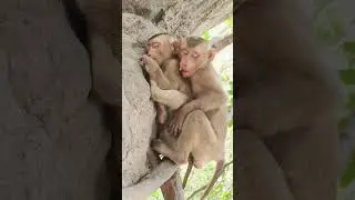 Sleeping monkey dreams of fruit​ #animals #monkeys #cute #monkeytime #monkeyworld #loveanimals