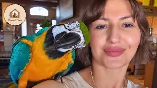 My Talking Parrot Calls My Husband 