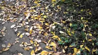 Siberian Husky Sprints of on a Command