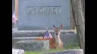 Lonely Little Deer in Cemetery Part 2