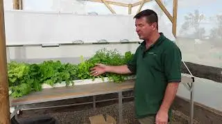 How NOT To Grow Seedlings For Your Salad Table