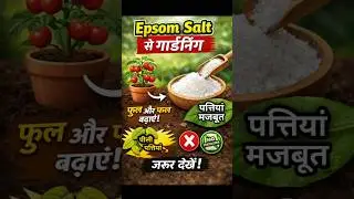 Epsom Salt से पौधों में कमाल 🌿 | Gardening Tips Hindi