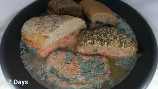 Moldy bread Timelapse | 16 days of bread in water
