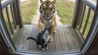 QUANDO SEU ANIMAL DE ESTIMAÇÃO TRAZ UM AMIGO PARA CASA