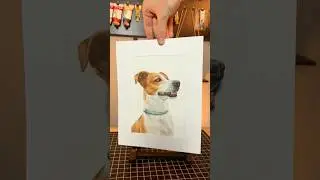 Commissioned pet portrait of a Jack Russel, drawn with soft pastels on pastelmat #art #drawing #pets