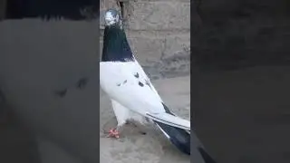 18 January 2026 kabootar bazi high quality Panjabi kabootar for sale #pigeon
