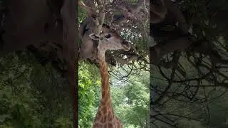 Giraffe eating leaves in tree #giraffe #giraffefeeding #giraffevideo #naturewildandfood