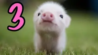 Piglet's Big Game - Part 03 (Stream, Original Hardware, FINAL)