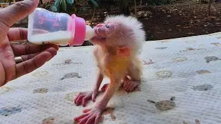 She also made Bong Chong's milk really delicious and went to her son to open a can