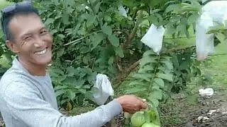 Jalan jalan ke kebun Dg Tunru' dapat oleh oleh jambu kristal