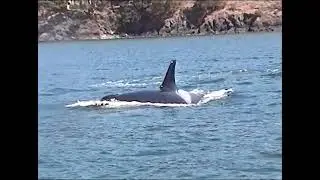 Killer Whales - epic J pod encounter -