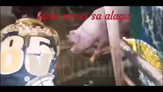 woman can do too, alone #trending #piggy #piglove #swine #swinefarming #everyone #farmer #farming