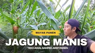 JAGUNG MANIS TUMBUH CEPAT CARA INI