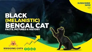 All You Need to Know About Black Melanistic Bengal Cats