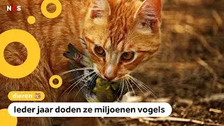 Moeten katten buiten verplicht aan een lijn?