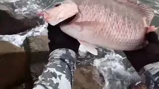 Pesca de Pargo Grande Con Camar&oacute;n Muerto