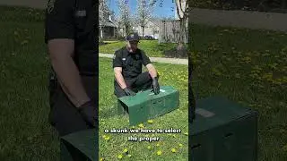 Why Skunks Are So Hard to Trap!