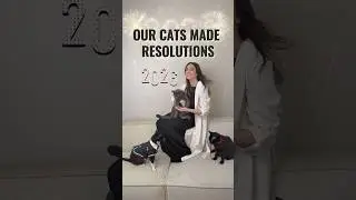 Cats&rsquo; New Year&rsquo;s Resolutions&hellip;Let&rsquo;s Check in! 😺🍾🥂 #HelpingPaws #adoptstrays #goals #funnycats