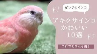 アキクサインコのかわいいところ10選をご紹介します！