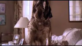 Beethoven - Muddy Shake
