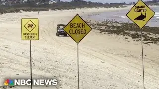 Dozens of Australian beaches close after four shark attacks in less than 48 hours