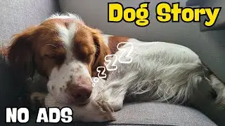 12 Calm Dog Stories That&rsquo;ll Help You Drift Off Tonight | Dog Stories for Sleep