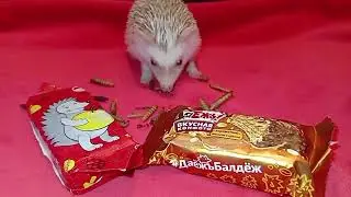 🤪🦔 Какой ёжик самый вкусный🤔🤣 Funny hedgehog🦔 #ezhikafro #hedgehog #ёжик #funnyvideo #cutebaby #love