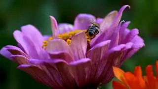 Honey Bee Pollinating Vibrant Zinnia Flower Close-Up