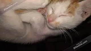 CUTE CAT SLEEPING POSITIONS | BABY CAT VIDEO|
